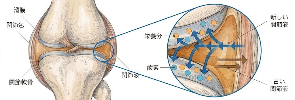 関節液の循環図