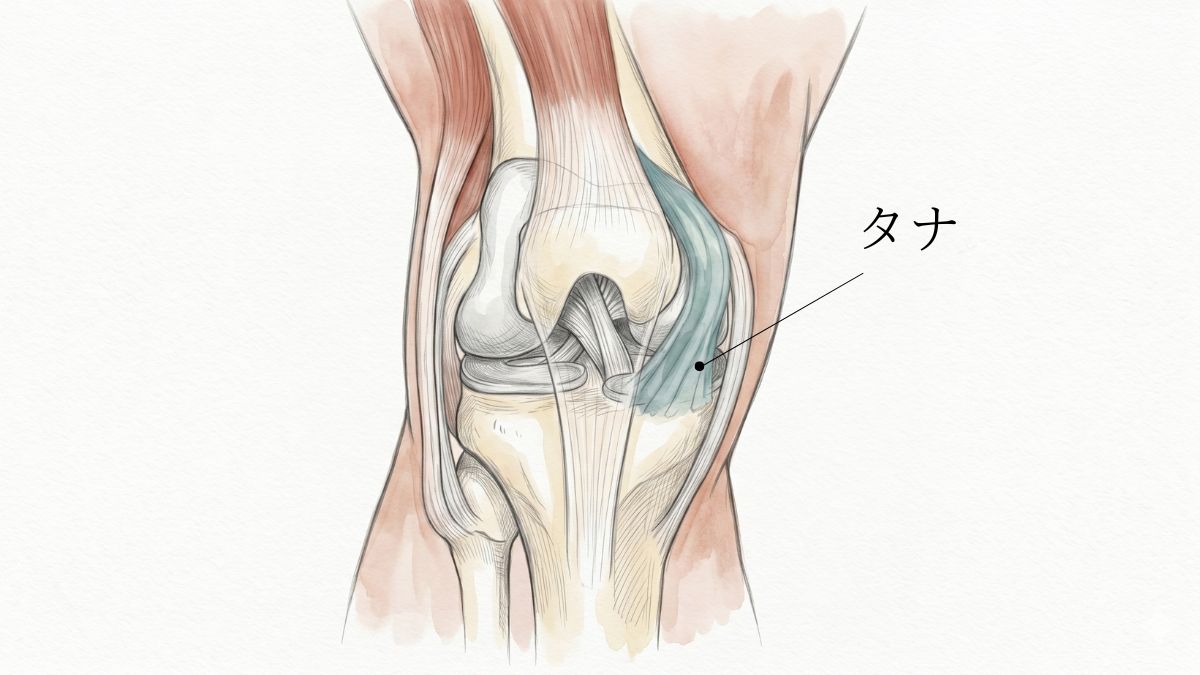 タナ障害の膝関節図